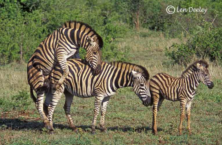 samozambiqueland08