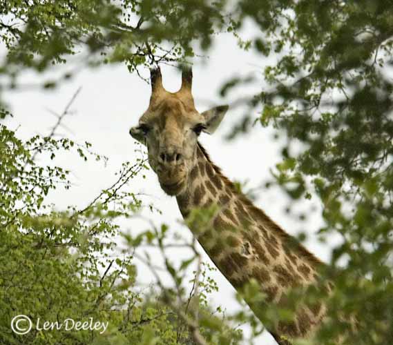 samozambiqueland09
