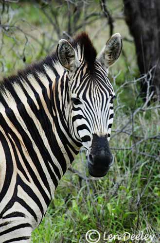 samozambiqueland10