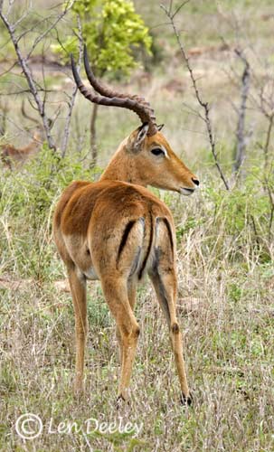 samozambiqueland11