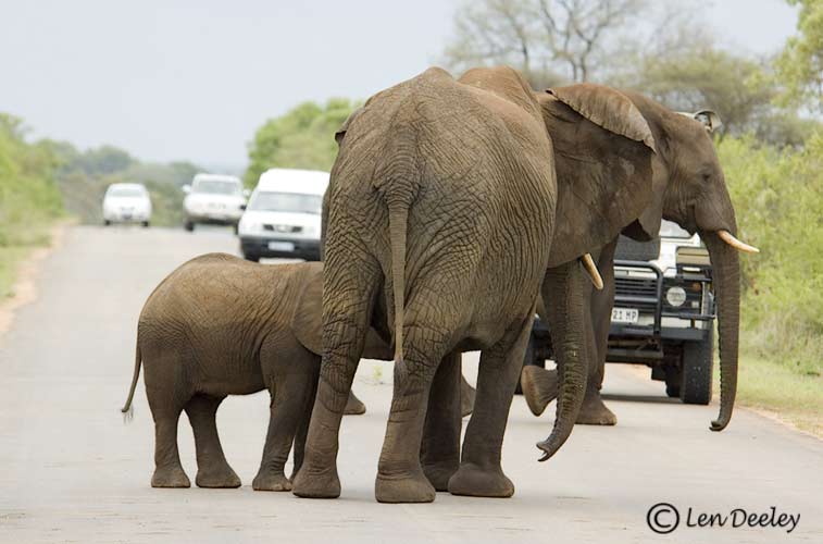 samozambiqueland12