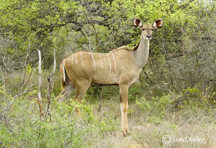 samozambiqueland13