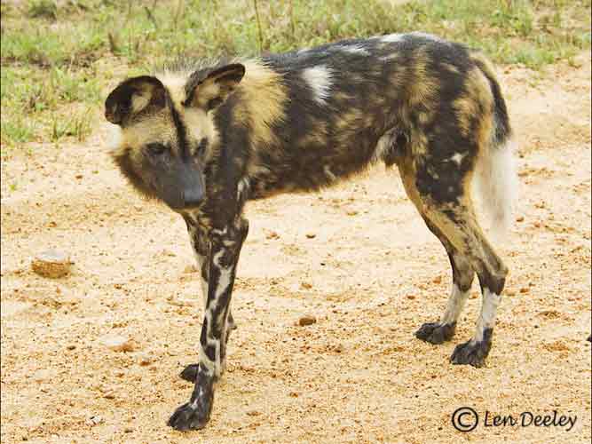 samozambiqueland14