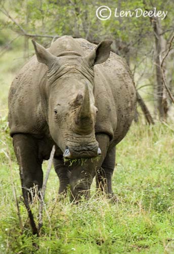 samozambiqueland15
