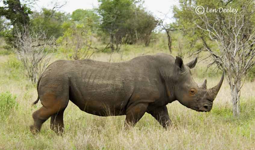 samozambiqueland16