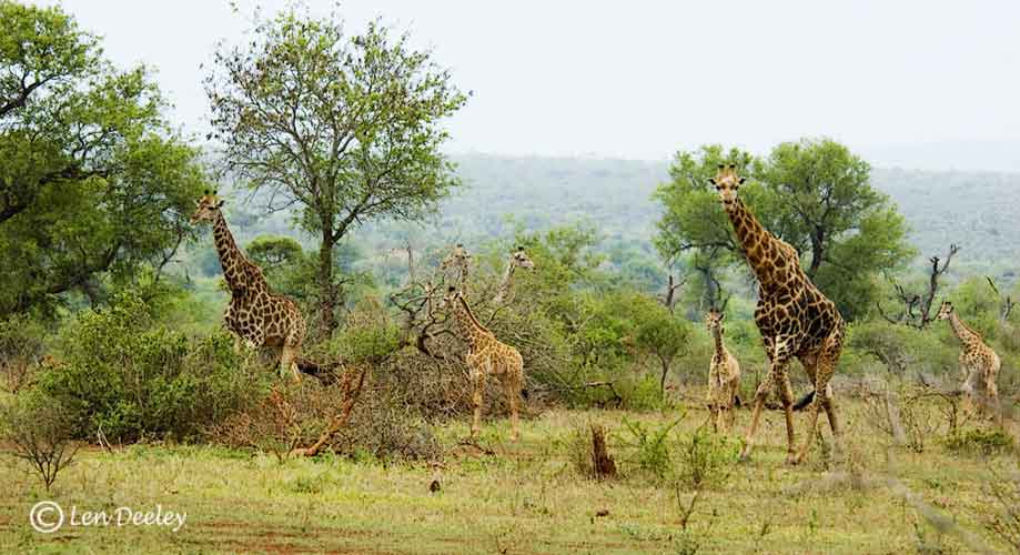 samozambiqueland17