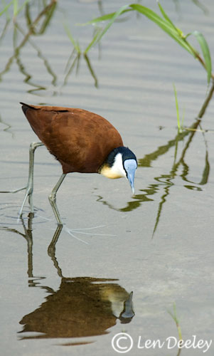 samozambiqueland18