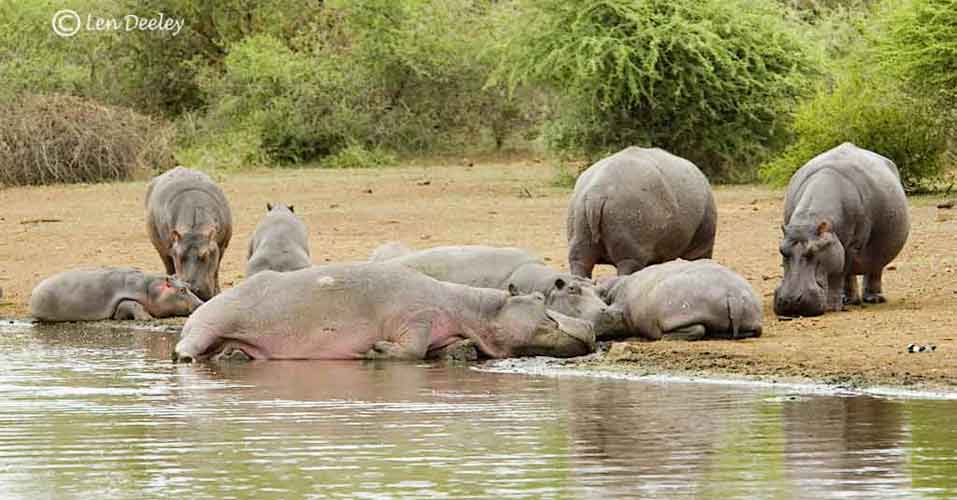 samozambiqueland19