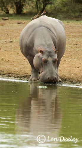 samozambiqueland20