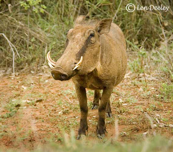 samozambiqueland21