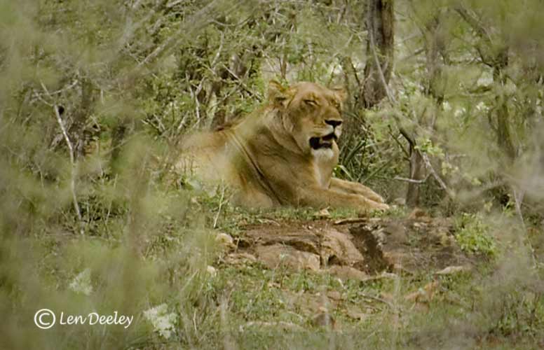 samozambiqueland22