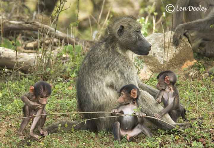 samozambiqueland24