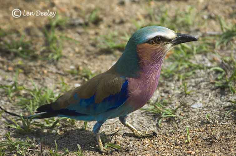 samozambiqueland25