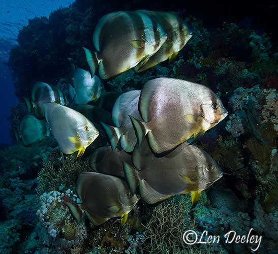 sharkbay2007june14