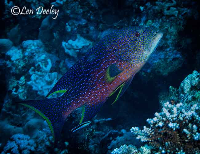 sharkbay2007june25