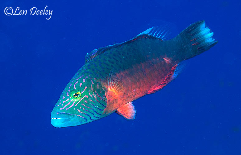 sharkbay2007june35