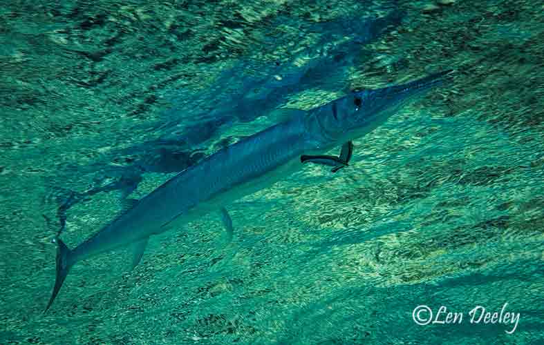 sharkbay2007june36