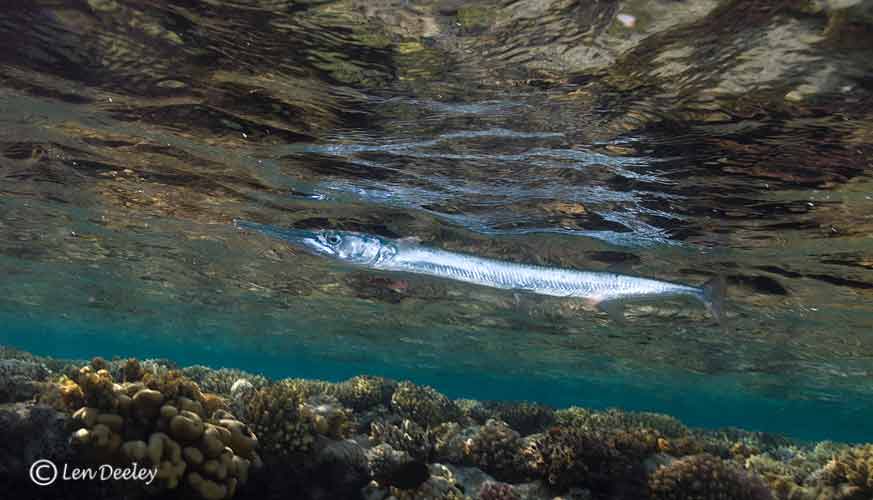 sharkbay2011june030