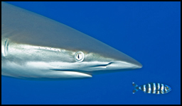 silkysharkheader